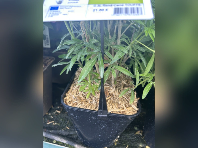 Pot en plastique sur mesure horitculture